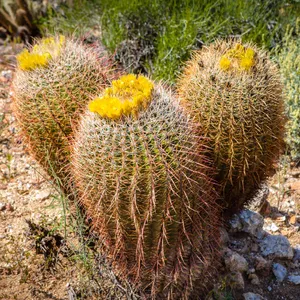 echinocereus rigidissimus var rubrispinus 60mm Echinocereus Rigidissimus var. Rubrispinus. Single, AKA Rainbow H