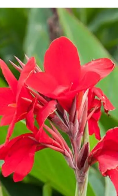 Canna lilies 'Firebird'