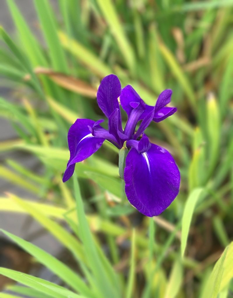 カキツバタ 花 言葉