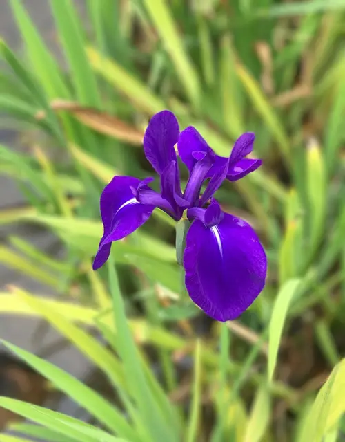 Iris de bandera asiática