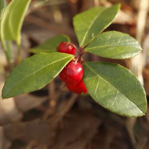 coffee plant Coffea Arabica main image 0
