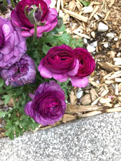 Persian buttercup 'Tecolote Purple'