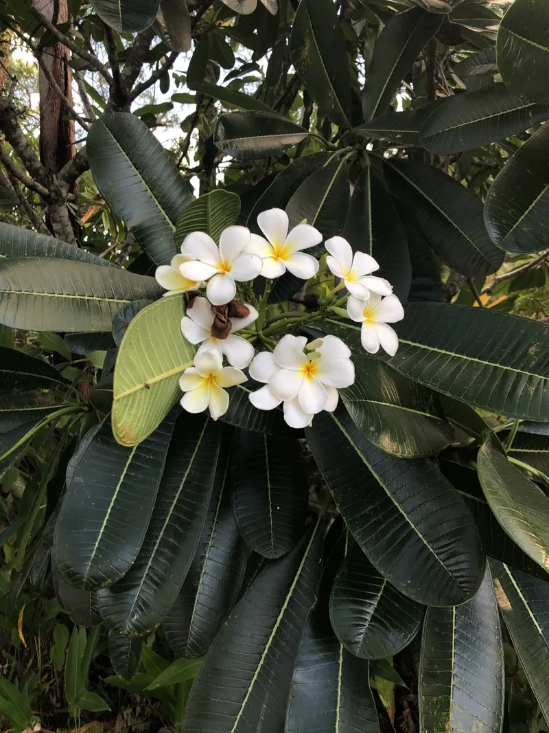 プルメリア・オブツサに水をあげる頻度はどのくらいですか？