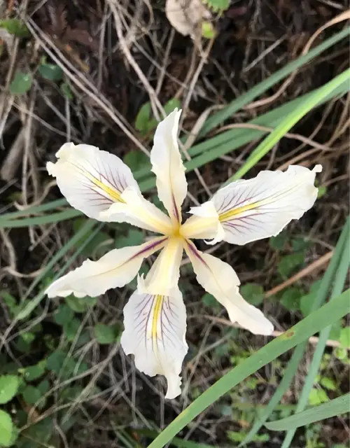 Fernald's iris
