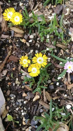 タイカンマツバギク（耐寒松葉菊） 'Jewel of the Desert Peridot'の