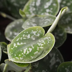 How to Grow and Care for Satin pothos 'Argyraeus'