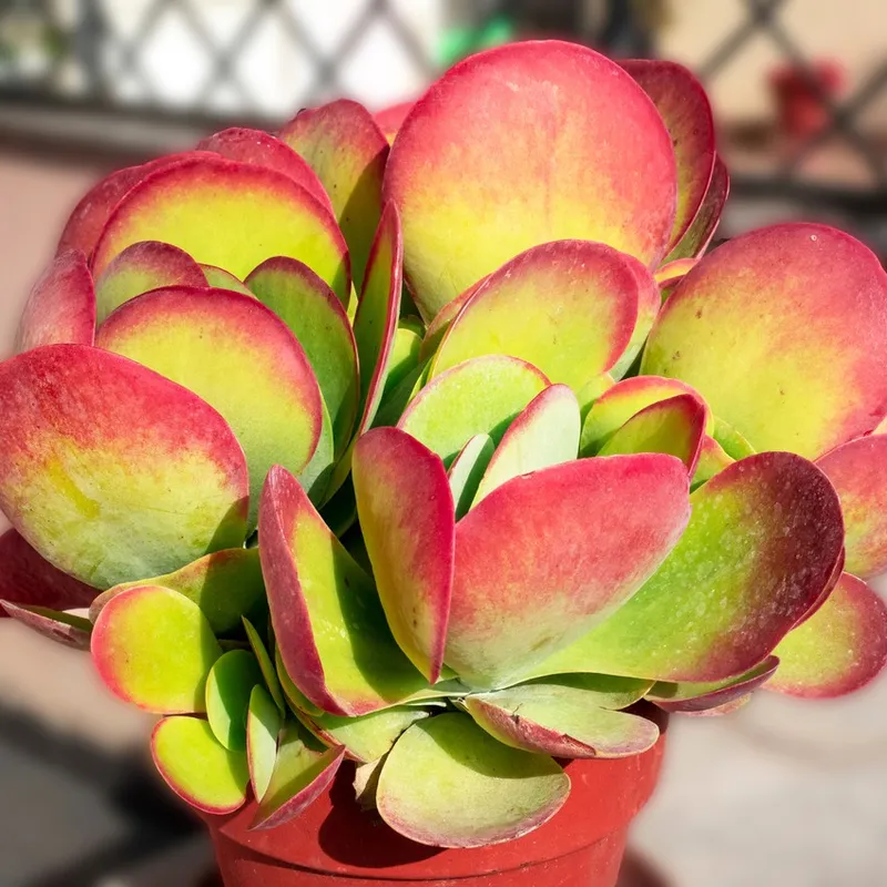 So meistern Sie die Pflege von Sukkulenten mit Kalanchoe tetraphylla