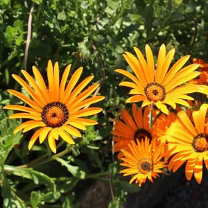 Glandular cape marigold (Dimorphotheca sinuata) - PictureThis