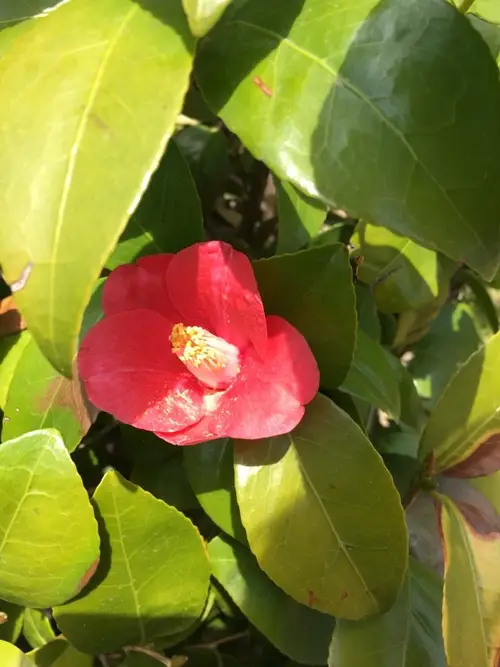 Japanese camellia 'Adeyaka'