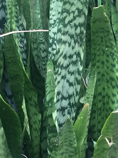 Is Snake plant Poisonous