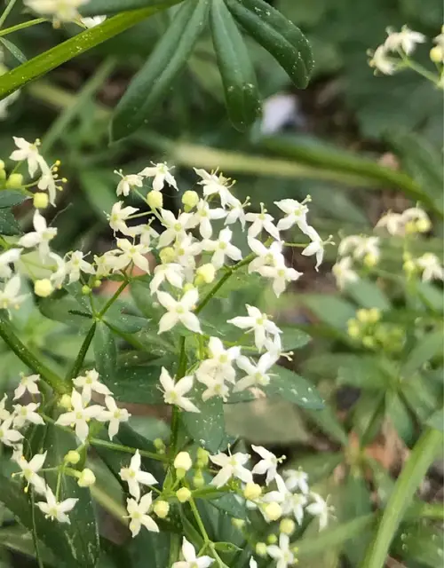White bedstraw