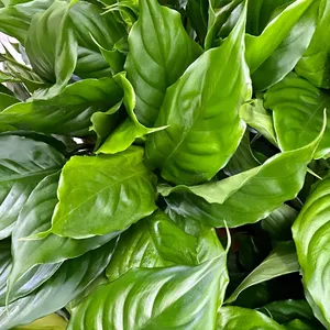 How to Grow and Care for Chinese evergreen