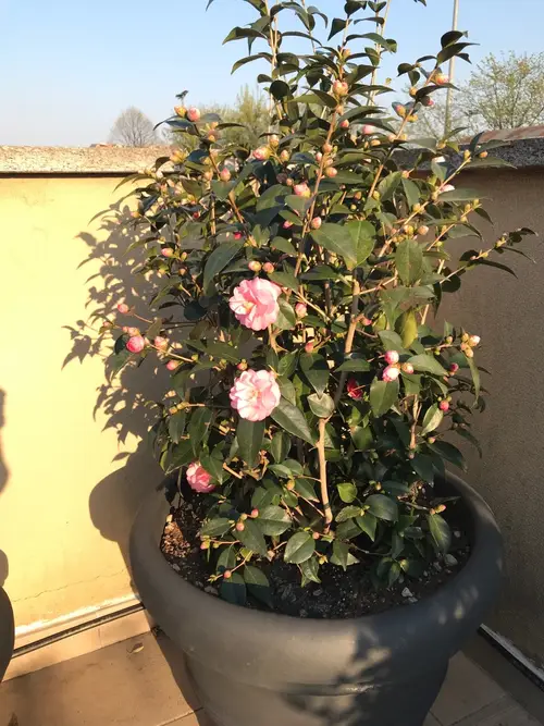 Camellia × williamsii 'Spring Festival'