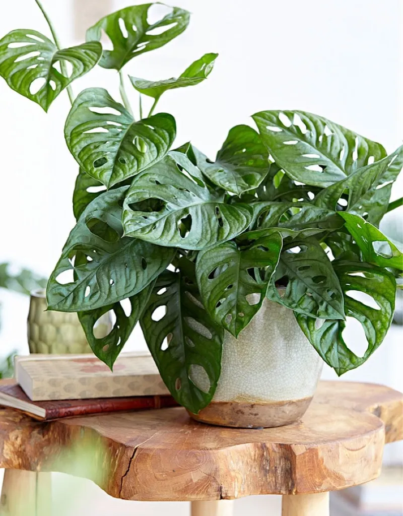 Benefits of Monstera Monkey Mask: A Guide to Plant's Perks and Care Tips