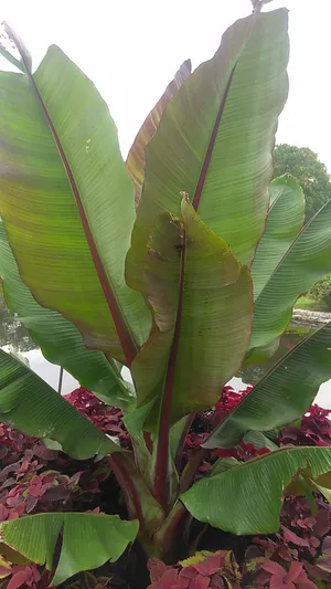 Abyssinian banana - Ensete ventricosum (Care, Characteristics, Flower,  Images, Edible)