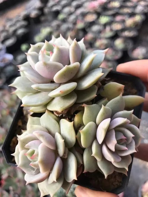 ローラ (Echeveria 'Lola') - PictureThis