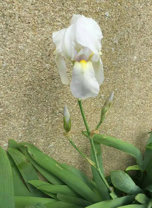 Irises 'Florentina'