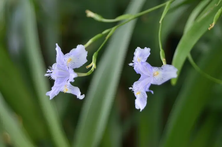 Bamboo iris