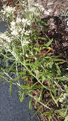 rabbit tobacco alabama How to Grow and Care for Rabbit Tobacco
