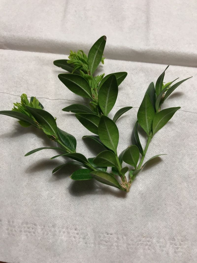 Discover the Remarkable Benefits and Uses of Boxwood in Your Garden
