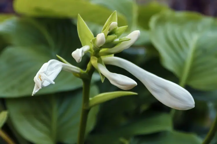 Hosta plantaginea 'Grandiflora'