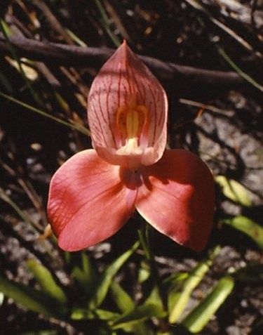 Discover the Incredible Benefits of Red disa: A Unique and Vibrant Plant