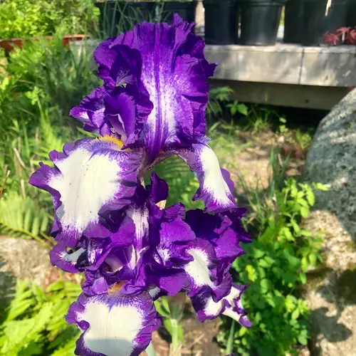Bearded iris 'Stepping Out'