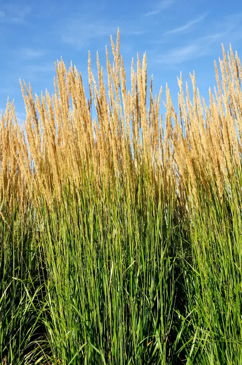 Reed grass 'Karl Foerster'