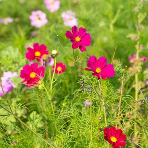 コスモス (ケア, 特徴, 花, 画像)