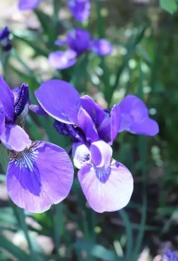 Siberian iris 'Blue Moon'