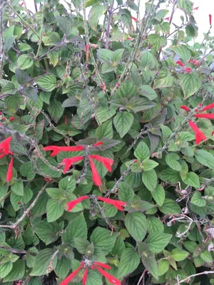 How to Grow and Care for Pineapple sage 'Tangerine'