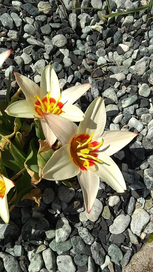Water-lily tulip 'Ancilla'