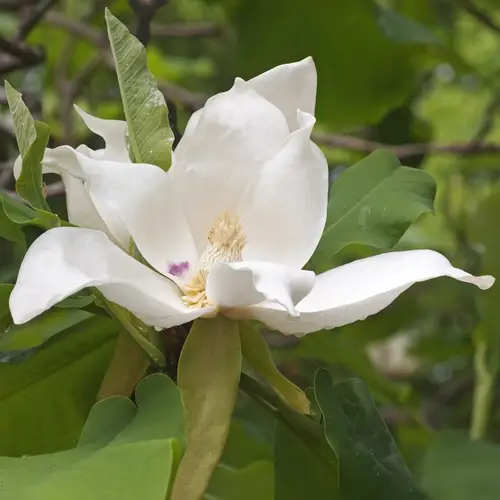 Großblättrige magnolie