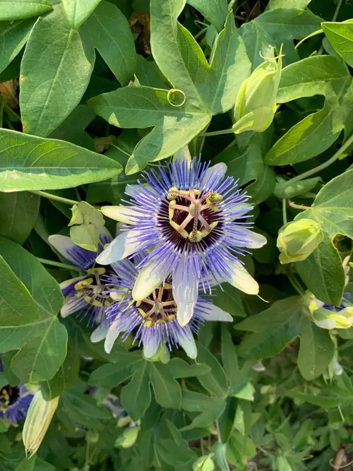 Passiflora vitifolia 'Blue Bouquet'