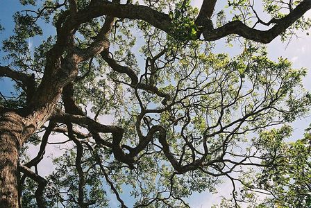 Cumaseba - Swartzia polyphylla (Taxonomy, Characteristics, Distribution ...