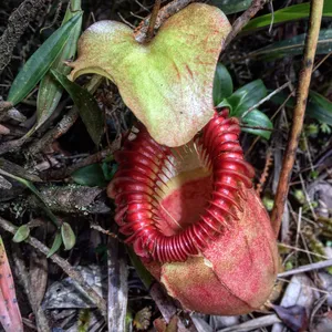Nepenthes villosaの育て方・栽培方法