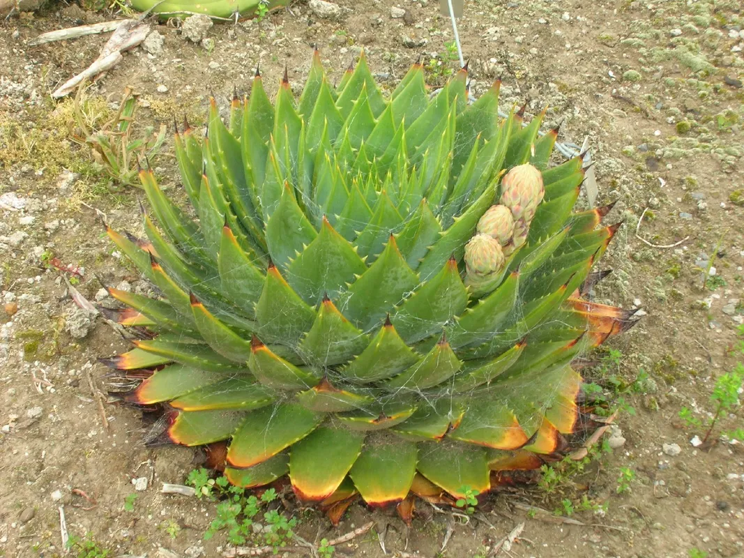 aloe vera saft 100 bio direktsaft Aloe Vera Saft, Bio, 100% Direktsaft, 1 Liter