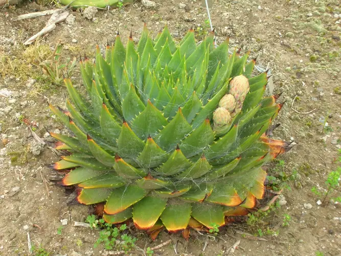 Aloe spirale