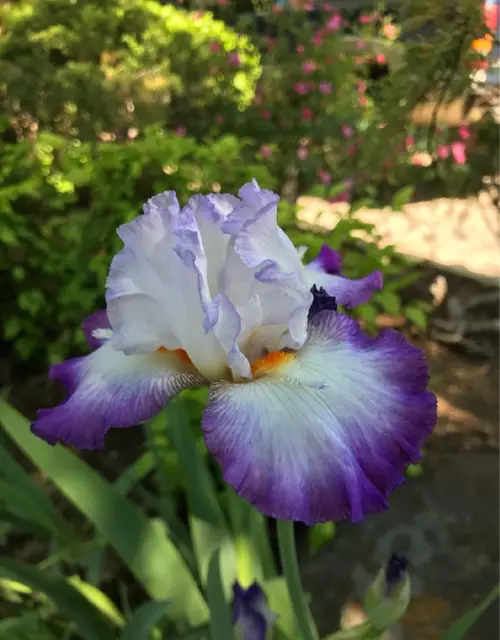 Irises 'Conjuration'