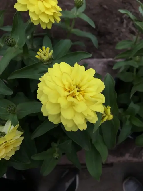 Zinnia marylandica 'Double Zahara Yellow'