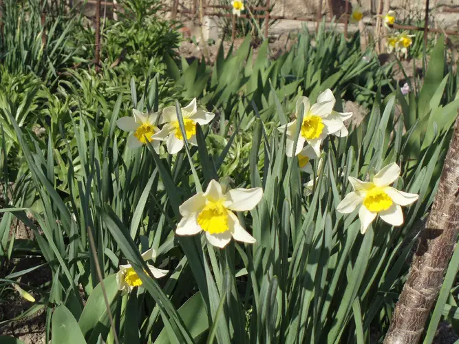 Daffodils 'Topolino'