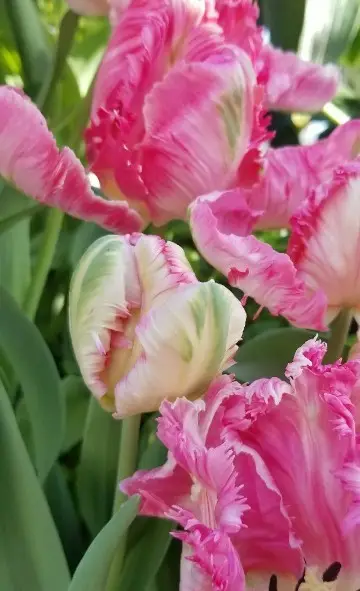 Tulips 'Libretto Parrot'