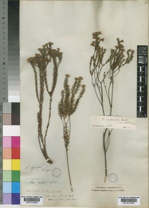 Staavia radiata - PictureThis