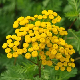 タンジーガイジー様 ③×3,⑥×2,⑧×1,10×2 タンジーの判定方法 (Tanacetum vulgare)