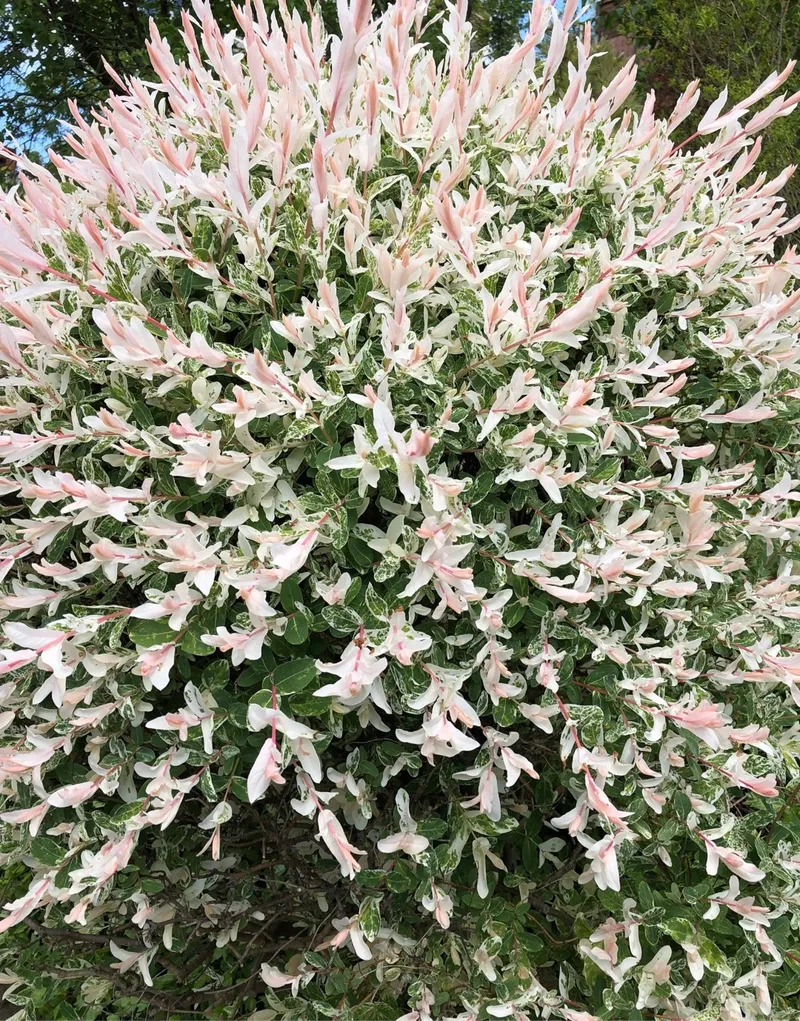 ハクロニシキ（白露錦）の利点を明らかにする：風景の宝物