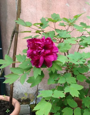 Strauch-Pfingstrose - Paeonia suffruticosa (Pflege, Merkmale, Blume, Bilder)