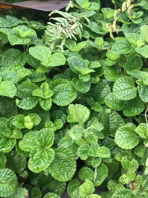 How to Grow and Care for Creeping charlie
