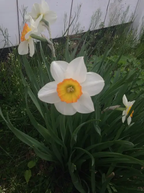 Daffodils 'Flower Record'