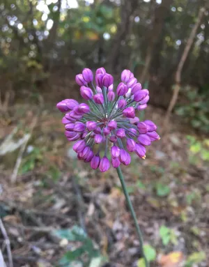 ヤマラッキョウ (Allium thunbergii) - PictureThis