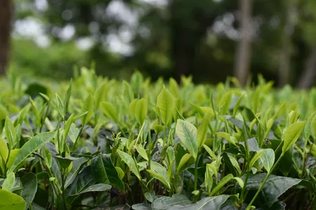 How to Grow and Care for Assam tea